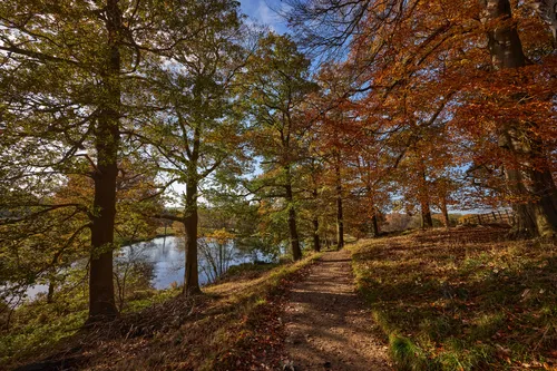 Autumn trees path This landscape photograph shows a rural path lined with autumn trees in the grounds of Hardwick Hall, located in England, United Kingdom. The image was taken late in the morning during the autumn season, as evidenced by the rich golden and orange foliage on the trees and the crisp light illuminating the scene. A calm body of water is visible through the trees on the left side, reflecting the natural beauty of the rural English countryside. The scene captures the essence of autumn with fallen leaves scattered across the path and the historic landscape surrounding Hardwick Hall, a notable landmark in the area.